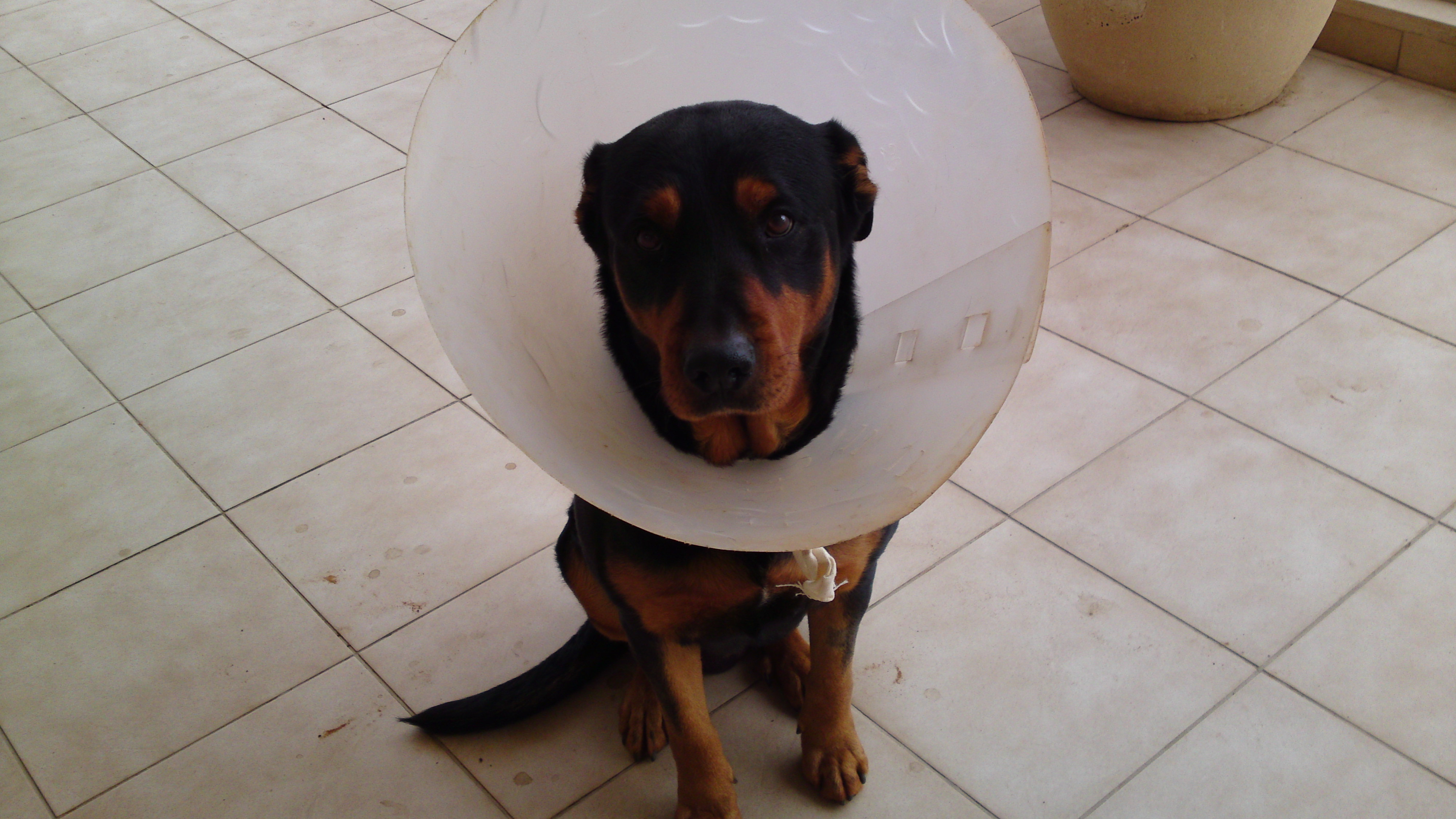 הכלב לאקי לאחר הניתוח